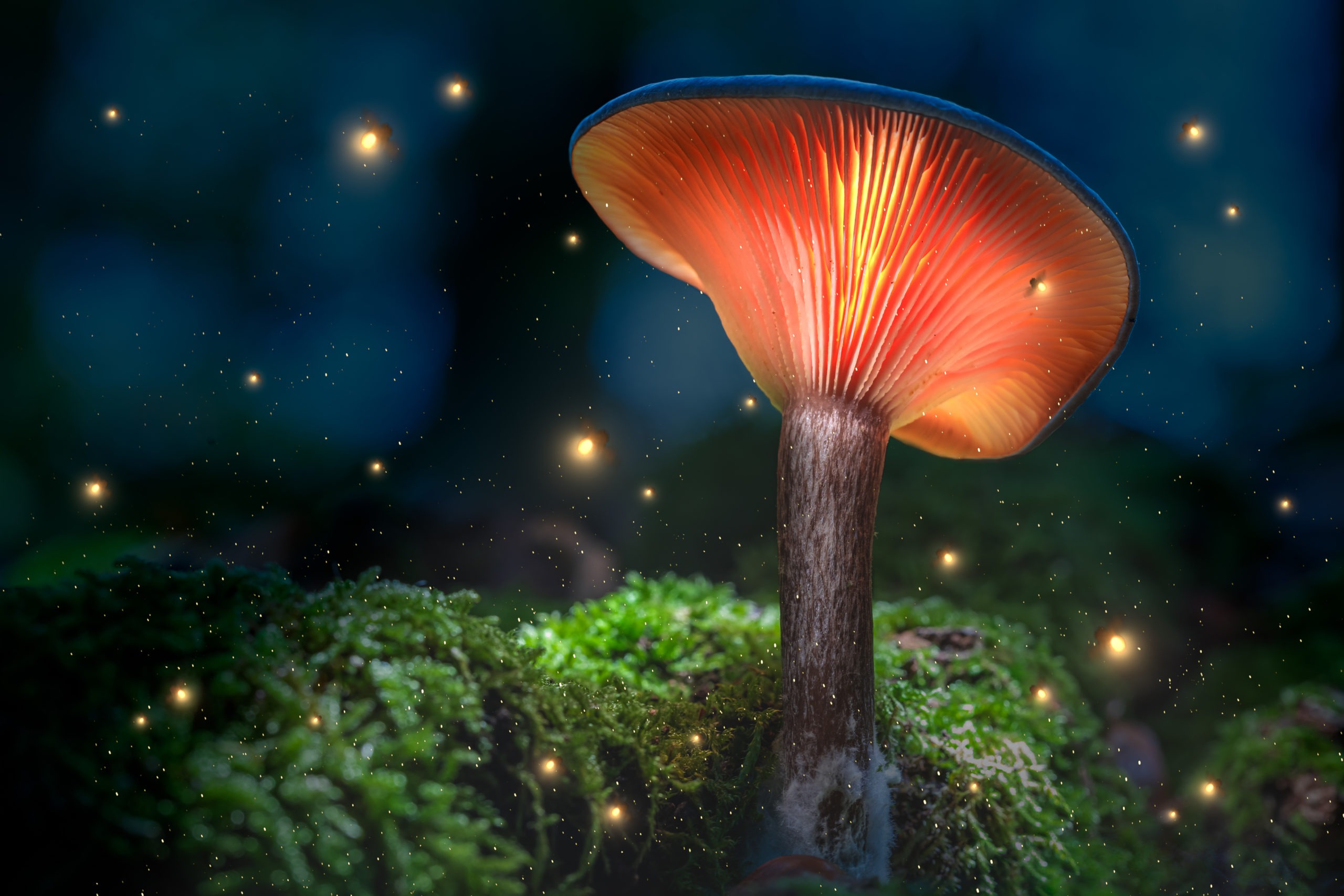 psychedelics like mushrooms for mental health